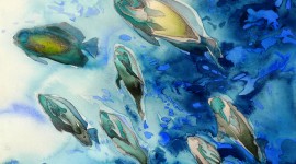 Fishes Watercolor Wallpaper Download
