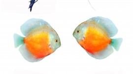 Fishes Watercolor Wallpaper For IPhone