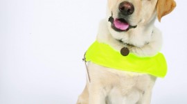 Guide-Dog Wallpaper For IPhone 6 Download