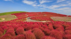 Hitachi National Park Desktop Wallpaper Free
