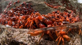 Migration Of Red Crabs In Australia High Quality Wallpaper