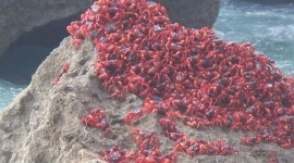 Migration Of Red Crabs In Australia Wallpaper
