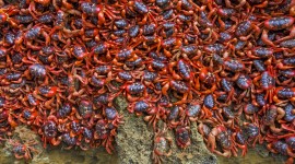 Migration Of Red Crabs In Australia Wallpaper HD