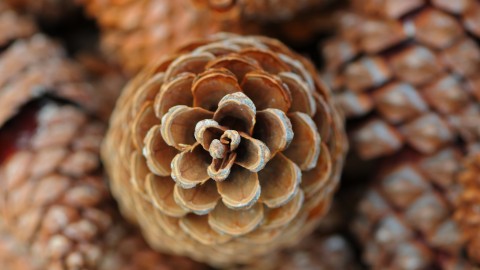 Pine Cones wallpapers high quality
