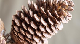 Pine Cones Desktop Wallpaper