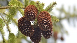 Pine Cones Photo