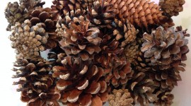 Pine Cones Photo Download