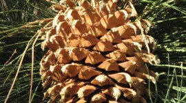 Pine Cones Wallpaper For IPhone