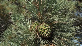 Pine Cones Wallpaper For Mobile