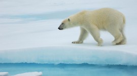 Polar Winter Wallpaper 1080p