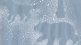 Polar Winter Wallpaper For Desktop