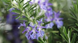 Rosemary Wallpaper Download Free