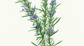 Rosemary Wallpaper For IPhone Free