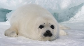 Seal Photo Download