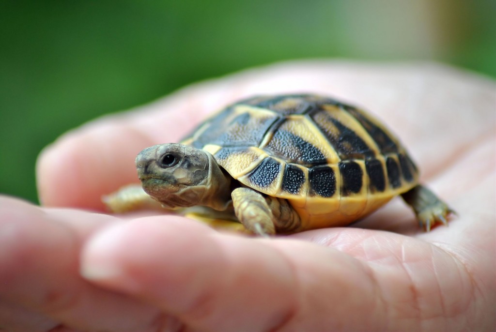 Small Turtles wallpapers HD