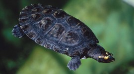 Small Turtles Desktop Wallpaper