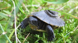 Small Turtles Photo Free