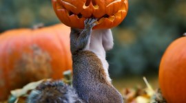 Squirrels With Hats Photo Download