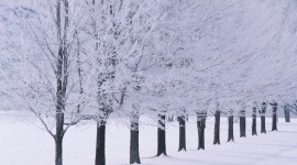 Trees In The Snow Desktop WallpaperTrees In The Snow Desktop Wallpaper