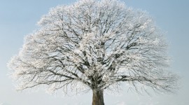 Trees In The Snow Desktop Wallpaper HD
