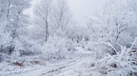 Trees In The Snow Photo Download