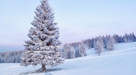 Trees In The Snow Photo Free
