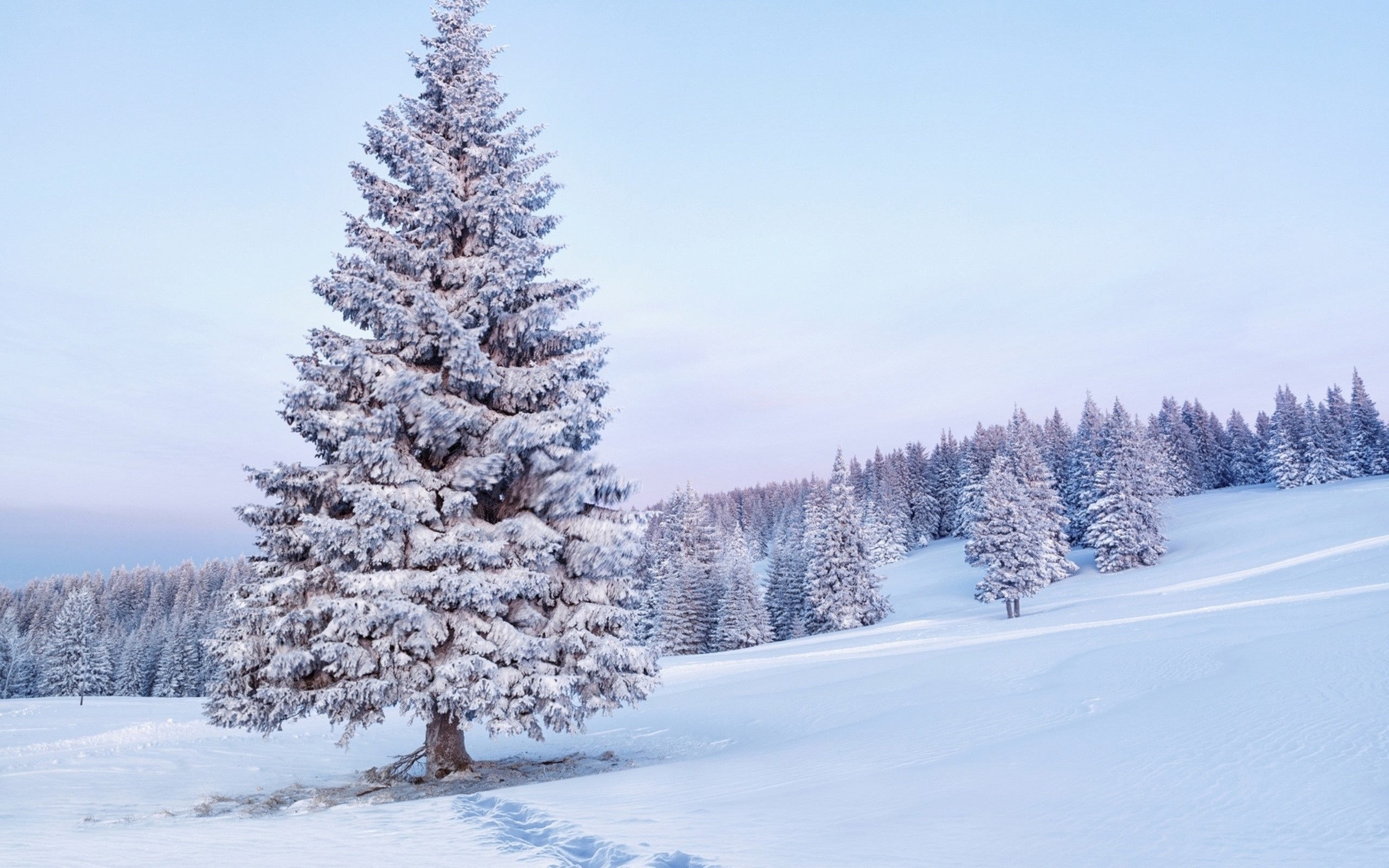 Trees In The Snow Wallpapers High Quality | Download Free