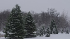 Trees In The Snow Photo Free#1
