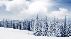 Trees In The Snow Wallpaper
