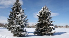 Trees In The Snow Wallpaper For PC