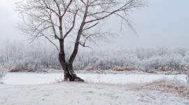 Trees In The Snow Wallpaper Free