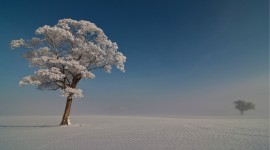 Trees In The Snow Wallpaper#1