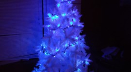 White Christmas Trees Photo