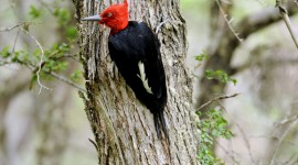 Woodpeckers Photo