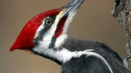 Woodpeckers Photo Download