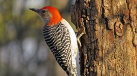 Woodpeckers Photo Free
