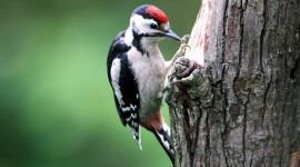 Woodpeckers Wallpaper