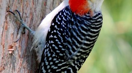 Woodpeckers Wallpaper For Android