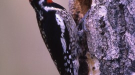 Woodpeckers Wallpaper For IPhone Free