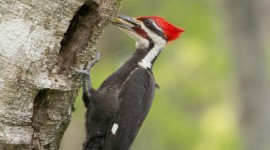 Woodpeckers Wallpaper For PC