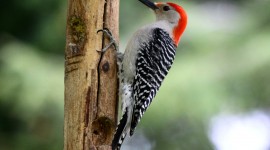 Woodpeckers Wallpaper Full HD