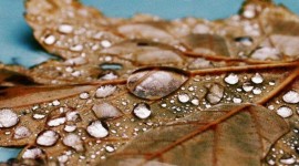 4K Dry Leaves Wallpaper For IPhone