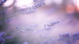 4K Lavender Photo