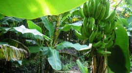 Banana Plantation Desktop Wallpaper