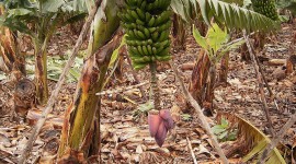 Banana Plantation Wallpaper