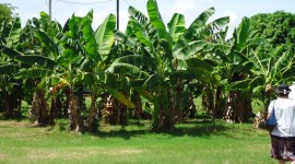 Banana Plantation Wallpaper Full HD