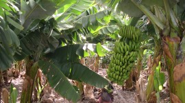 Banana Plantation Wallpaper HQ