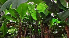 Banana Plantation Wallpaper High Definition