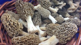 Basket Of Mushrooms Photo Download