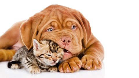 Cat And Dog Friendship wallpapers high quality